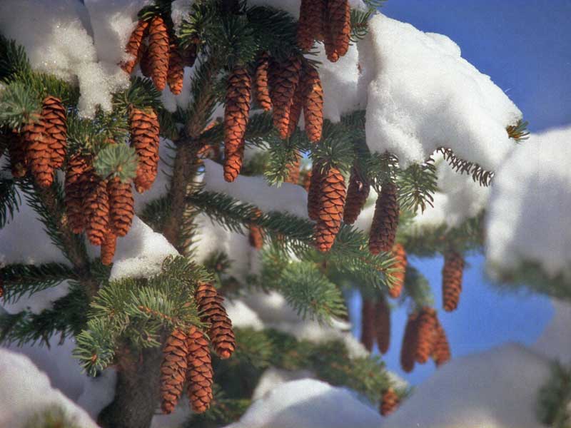 http://www.robinwood.com/Catalog/FreeStuff/Wallpapers/WallpaperDownloads/Winter2004/Winter-Pine-Cones800x600.jpg