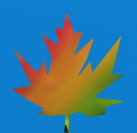 An unrealistic maple leaf