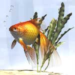 Lesson 5; applying a UV Map to a goldfish.