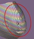 The image is stretched across the fish's nose. Drag the points on the map to correct this.